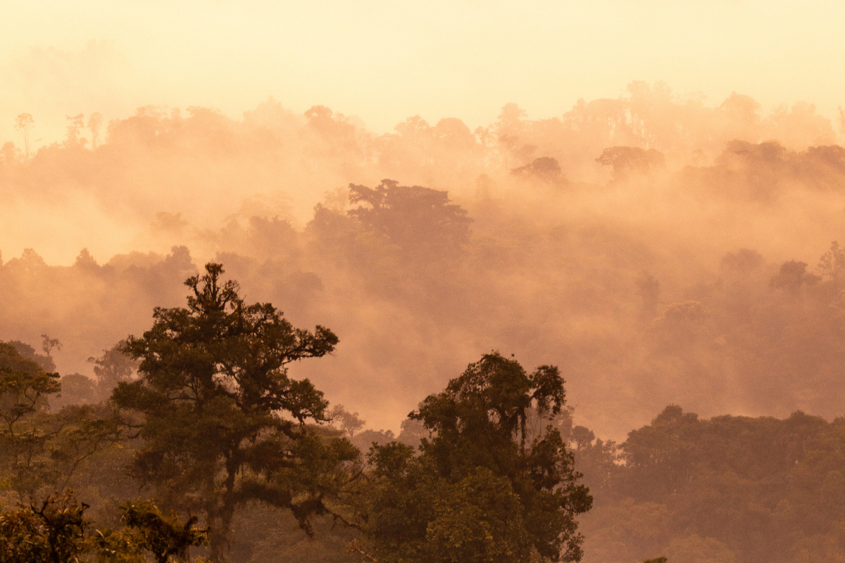 1,245 acres of Chocó forest newly protected